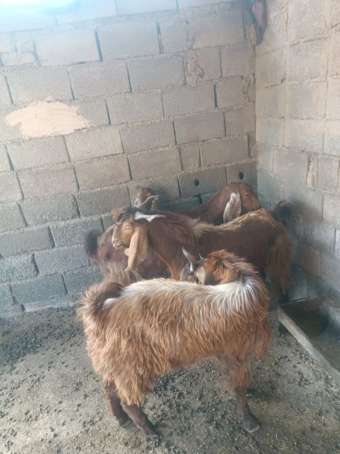 دورگ پاکستانی قیمت۵۰تومان|حیوانات مزرعه|انبارآلوم, |دیوار