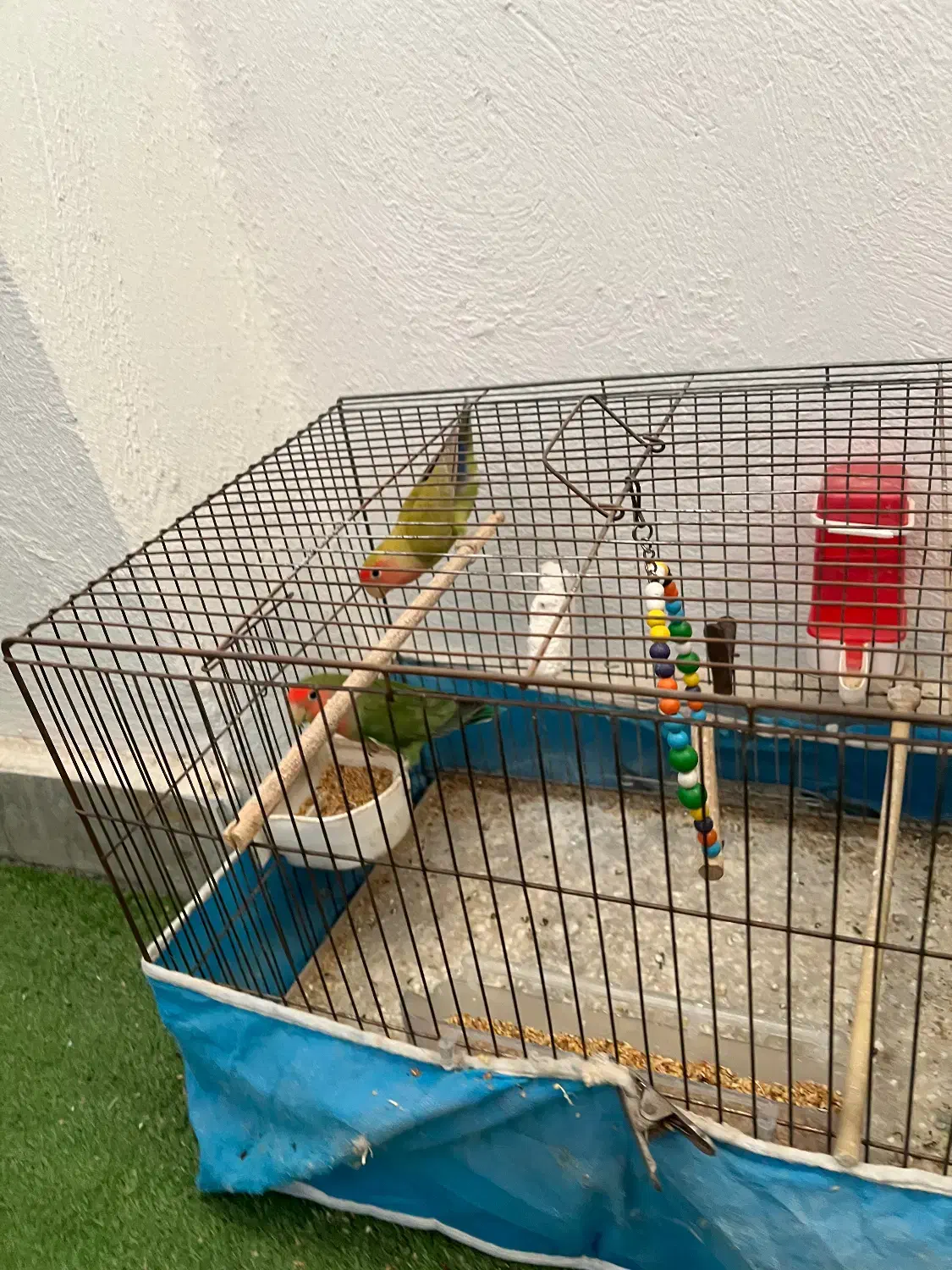 طوطی برزیلی|پرنده|رشت, دخانیات|دیوار