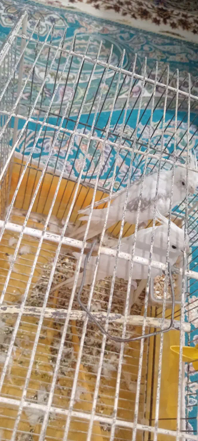 عروس هلندی|پرنده|سیرجان, |دیوار