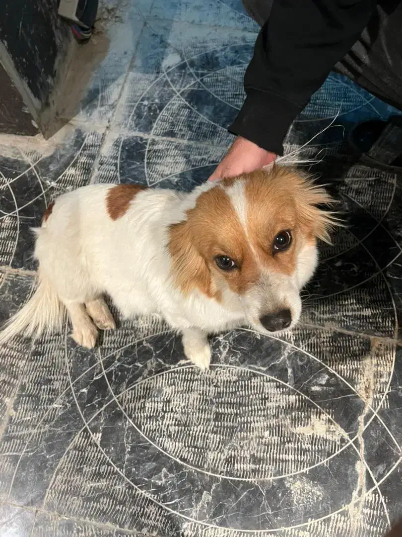 سگ اشمیتز|سگ|باغستان, |دیوار