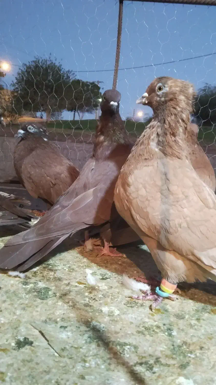 تعدادی کفتر پرشتی|پرنده|خرمآباد, |دیوار