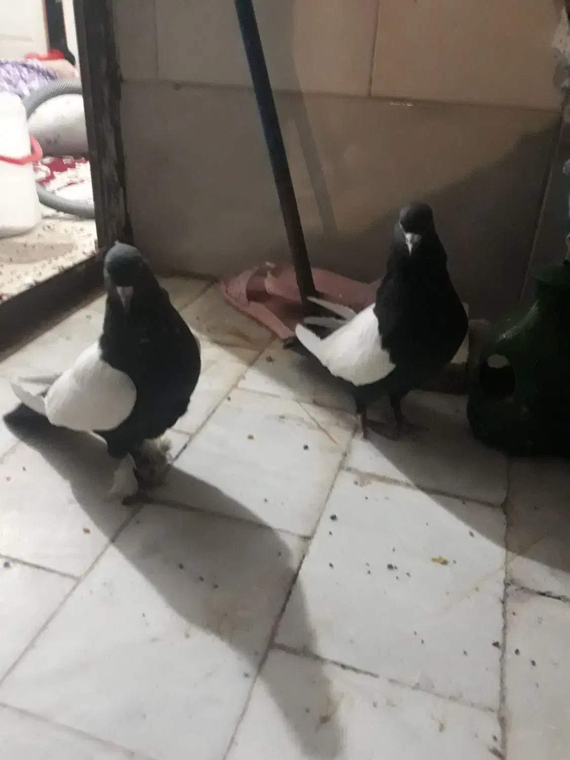 کفتر سینه سیاه|پرنده|قم, پاسدار|دیوار