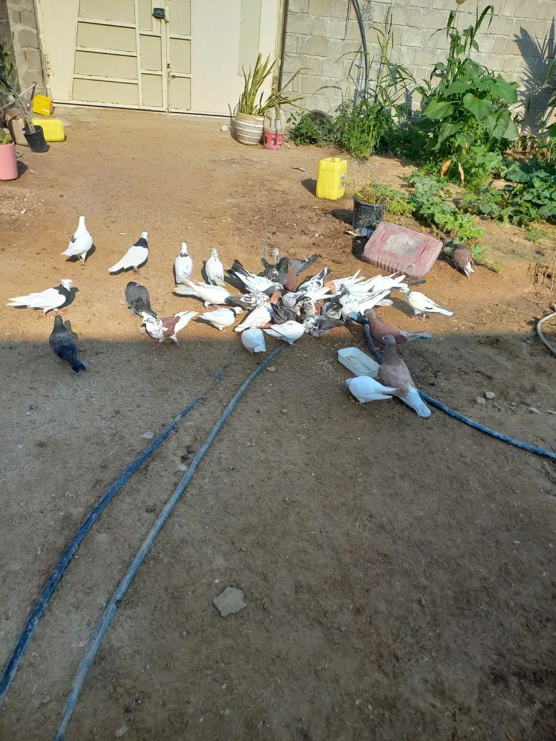 عروس هلندی و کبوتر|پرنده|درگهان, |دیوار