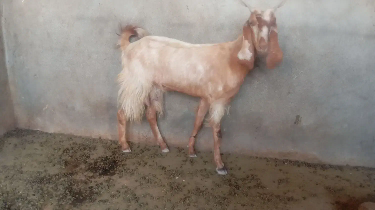 تیشتر بز داشتی|حیوانات مزرعه|سعدآباد, |دیوار