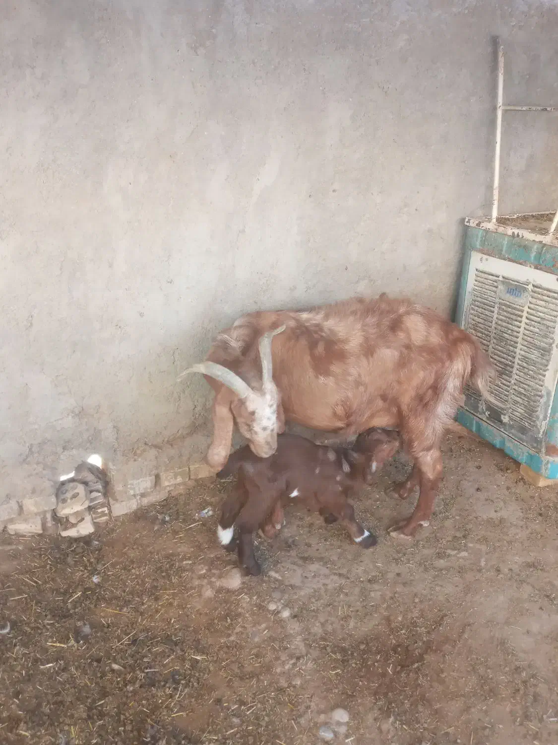 بز با بی|حیوانات مزرعه|اهواز, امانیه|دیوار