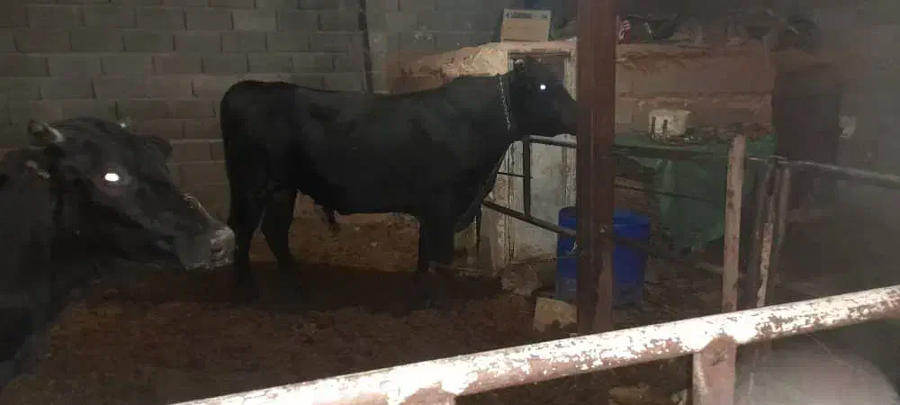 گاو و گوساله|حیوانات مزرعه|خفر, |دیوار