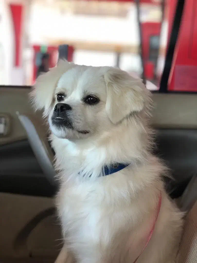 سگ گمشده|حیوانات|شیراز, معالی‌آباد|دیوار