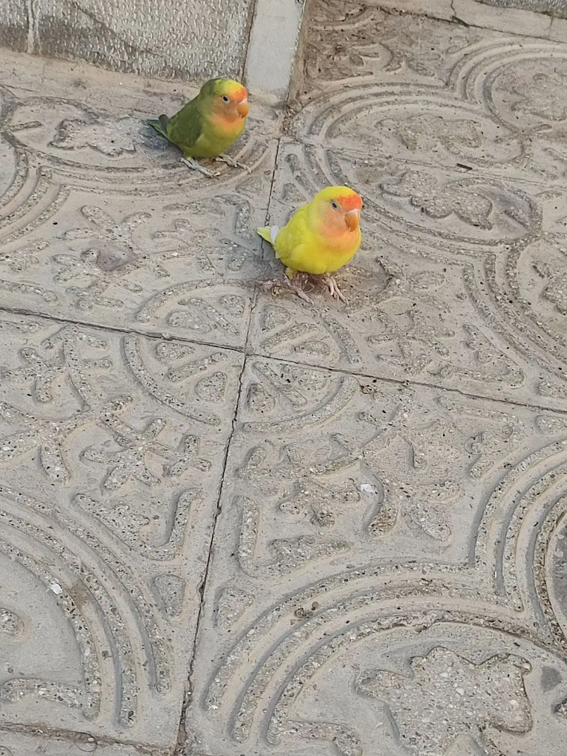 دستی|خزنده|یزد, |دیوار