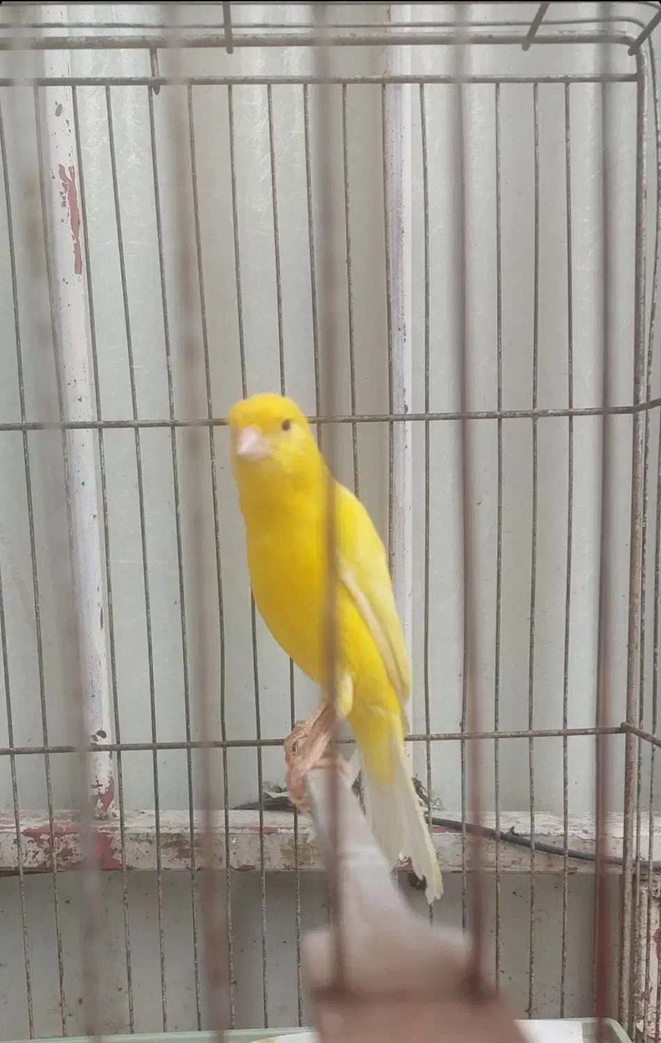 قناری|پرنده|تهران, هفت حوض|دیوار