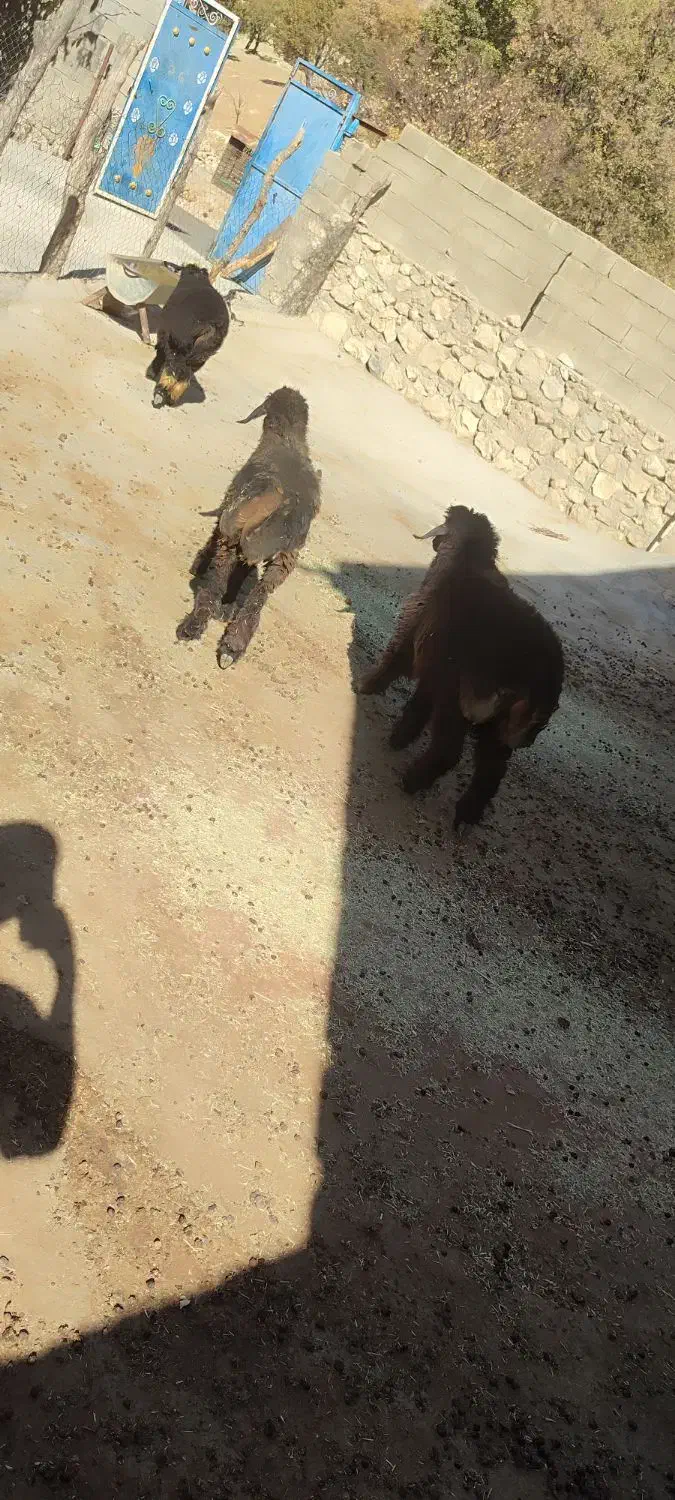 20 راس کهره ماده با چند عدد بره|حیوانات مزرعه|یاسوج, |دیوار