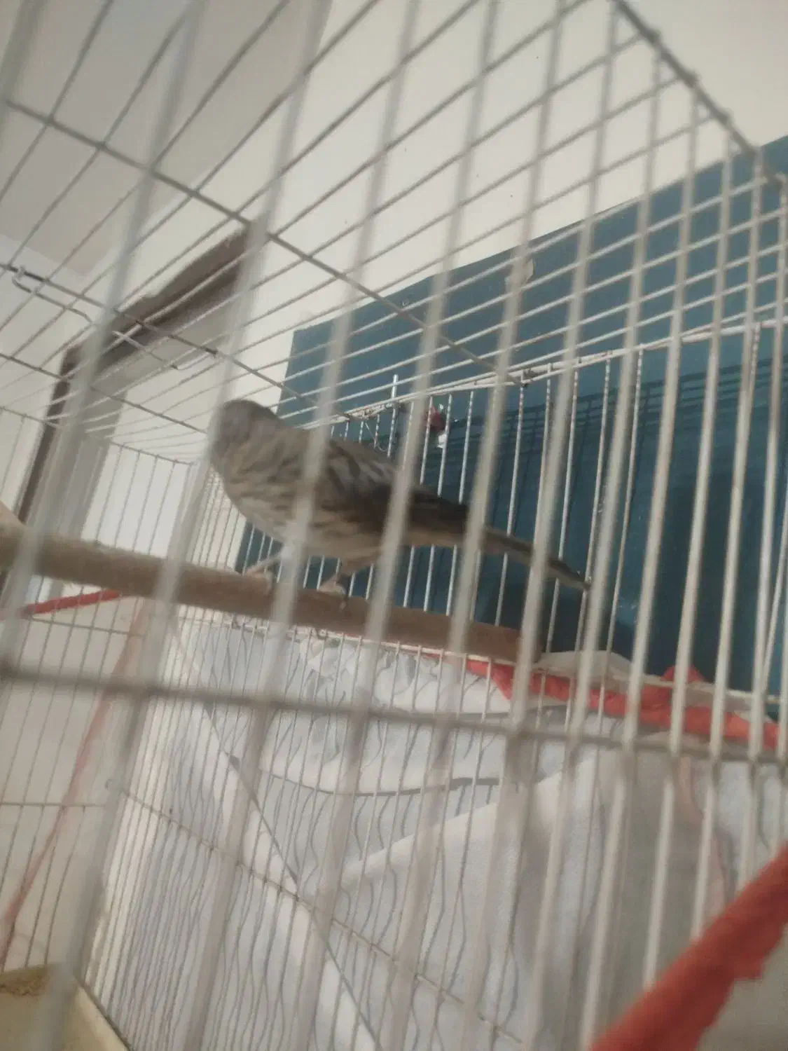 قناری|پرنده|کرمان, |دیوار