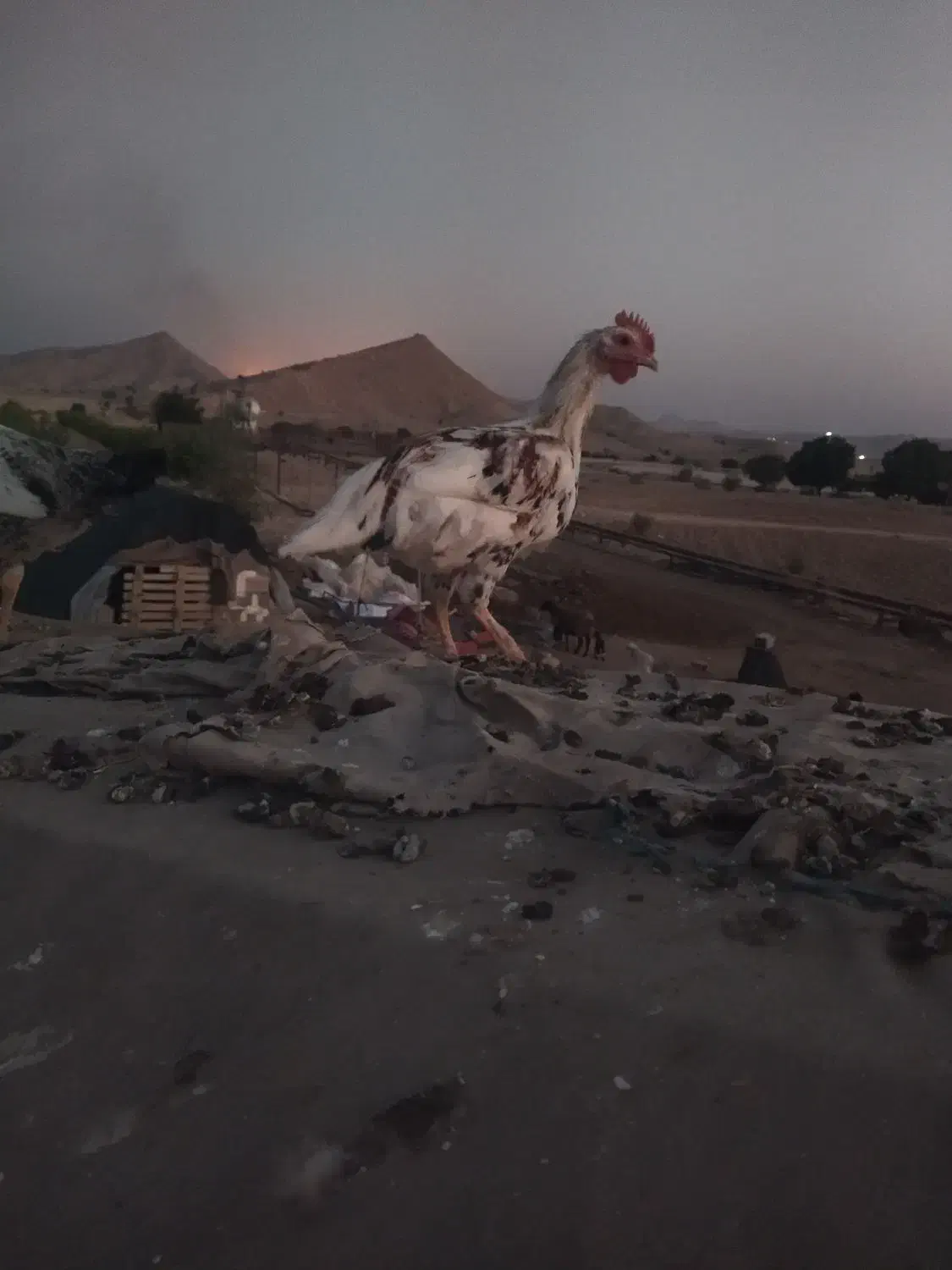 خروس محلی.گچساران|حیوانات مزرعه|آبپخش, |دیوار