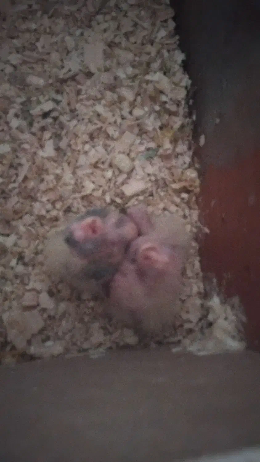 جوجه عروس هلندی|پرنده|بناب, |دیوار