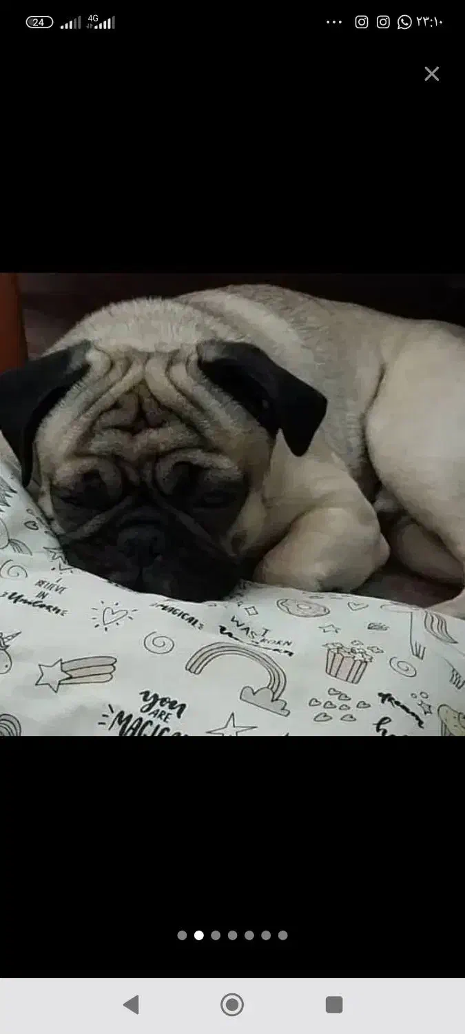 سگ پاگ|سگ|کرمان, |دیوار