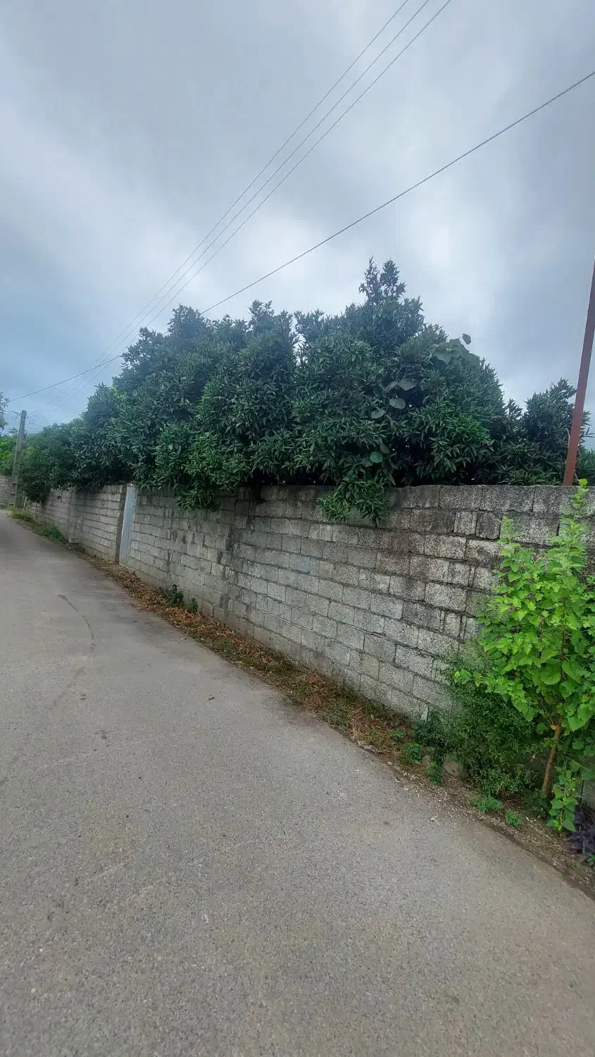 فروش فوری قطعه زمین ۲۵۰ متری|فروش زمین و ملک کلنگی|کلاچای, |دیوار