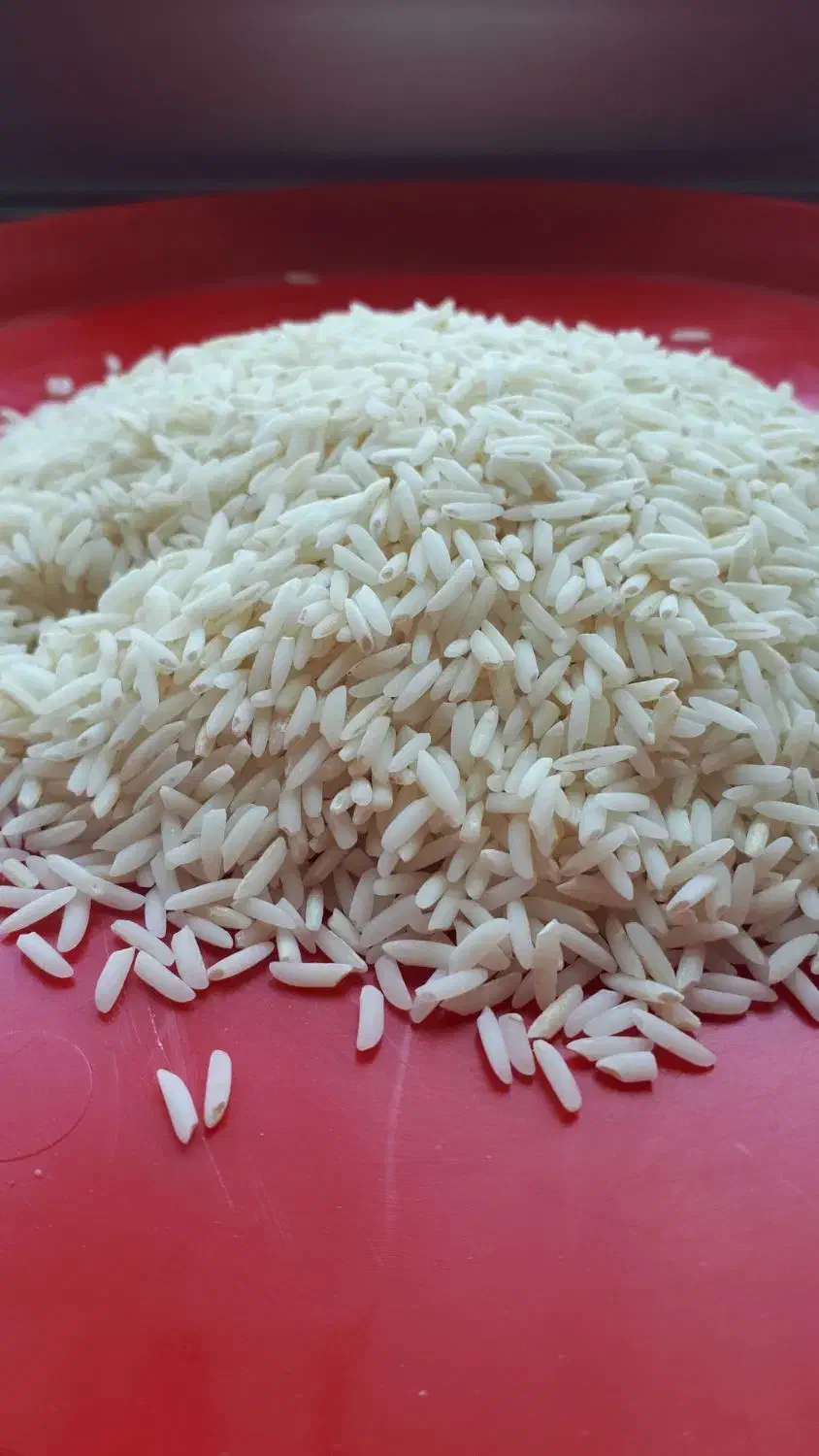 برنج عرضه مستقیم از کشاورز|خوردنی و آشامیدنی|سقز, |دیوار