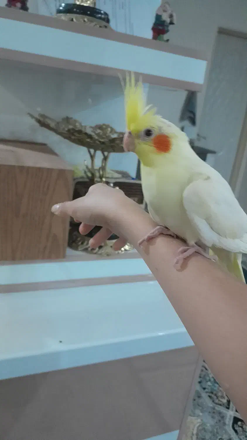 عروس هلندی|پرنده|قرچک, باقرآباد|دیوار