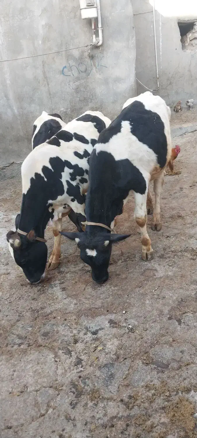 گوساله نر|حیوانات مزرعه|دالاهو, |دیوار