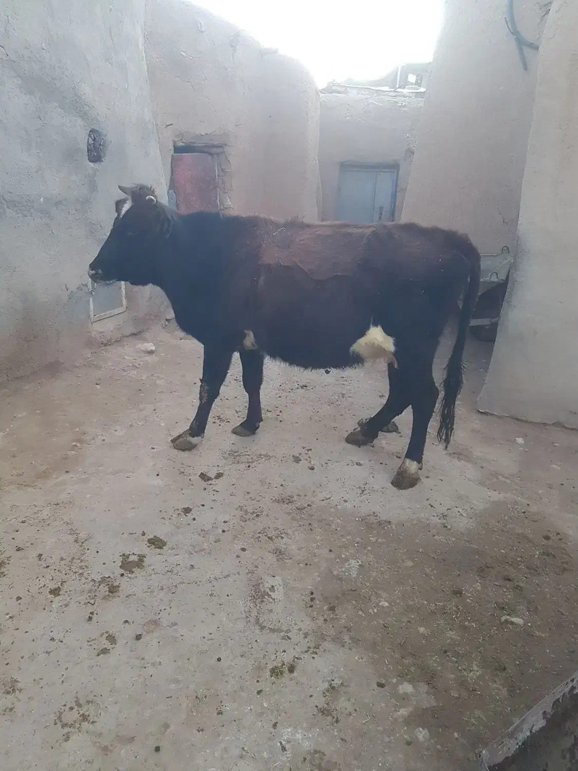 گاو رسمی|حیوانات مزرعه|گل تپه, |دیوار