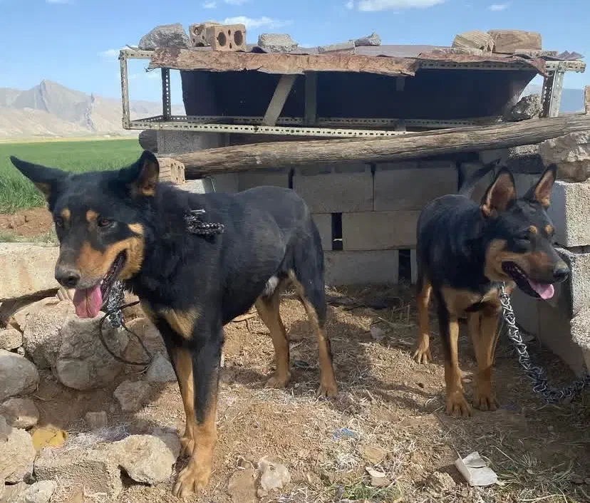 توله جرمن|سگ|شیراز, قدوسی غربی|دیوار