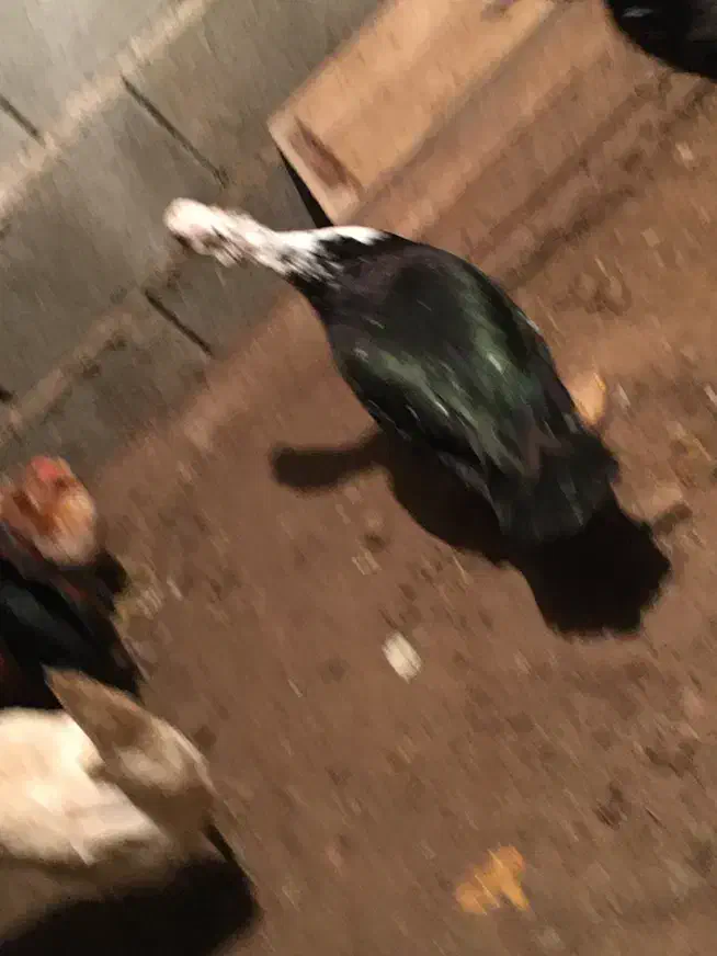 اردک|حیوانات مزرعه|بوشهر, |دیوار