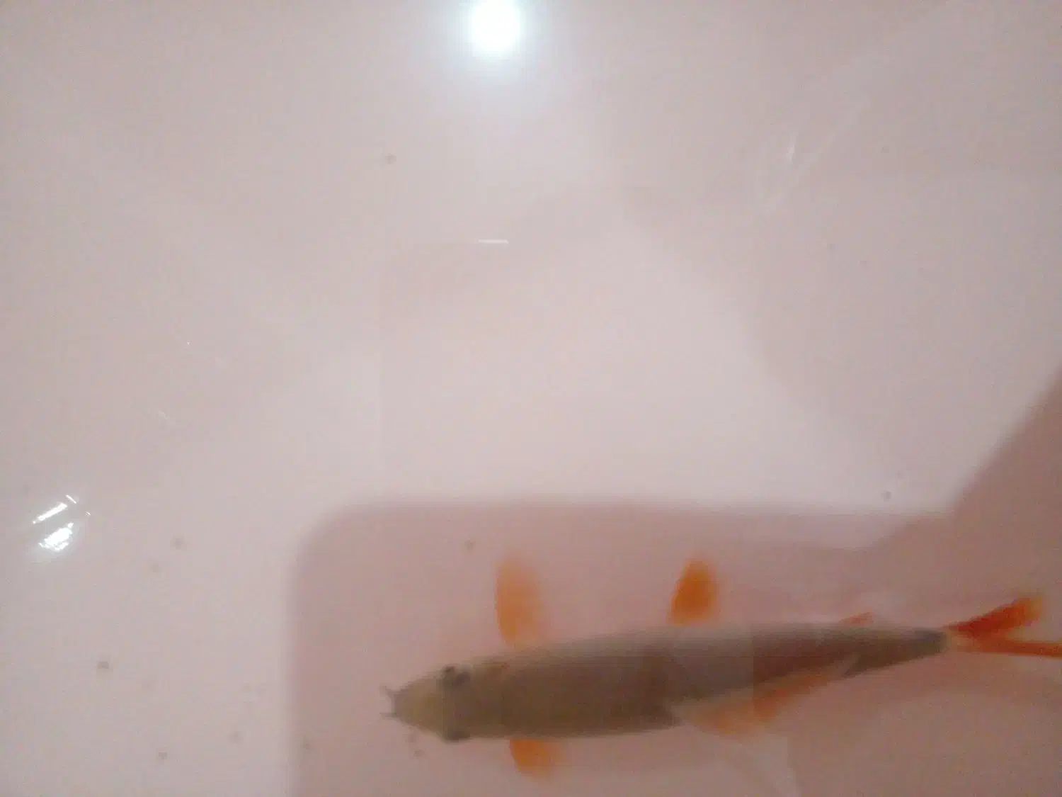 ماهی|ماهی|تبریز, |دیوار