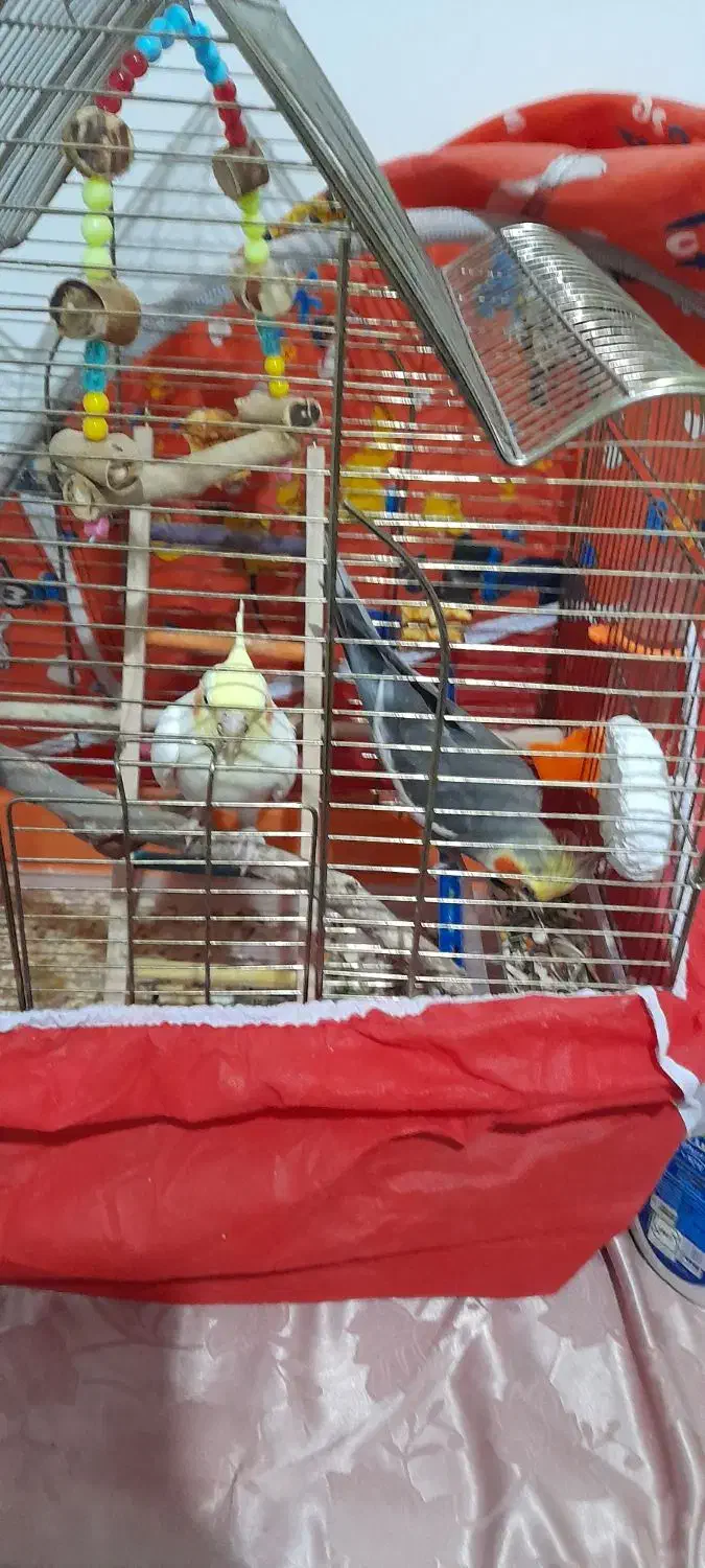 عروس هلندی|پرنده|شوشتر, |دیوار