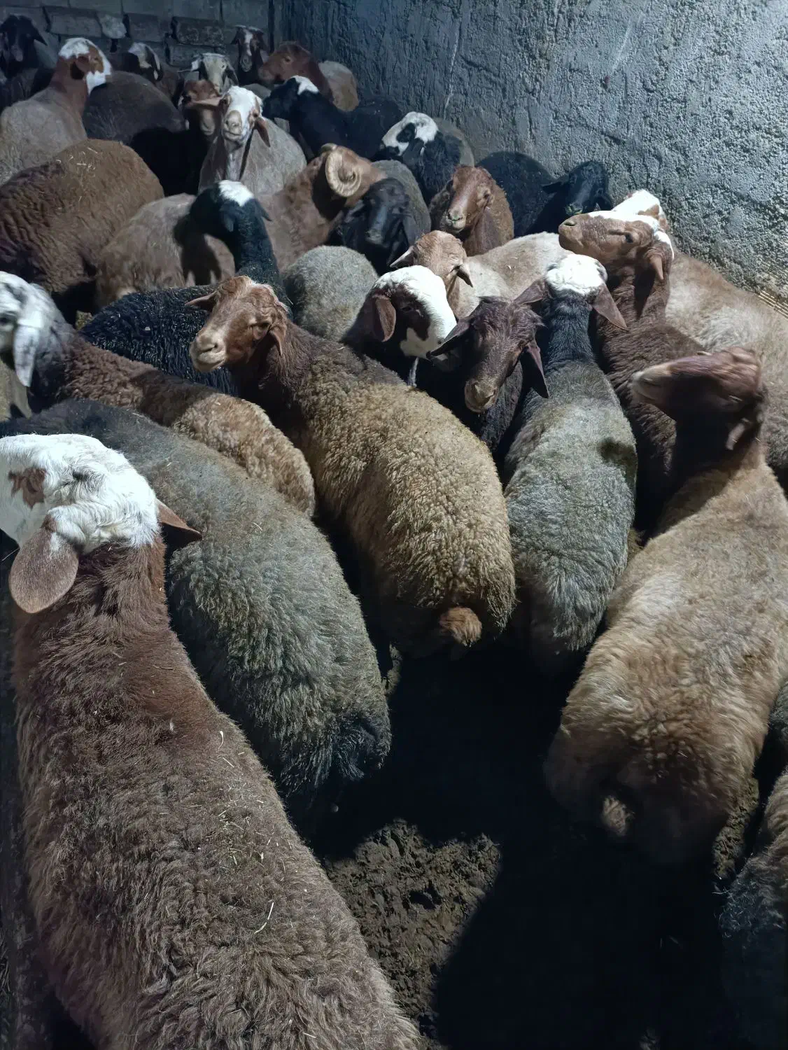 گوسفند نر پرواری|حیوانات مزرعه|سنقر, |دیوار