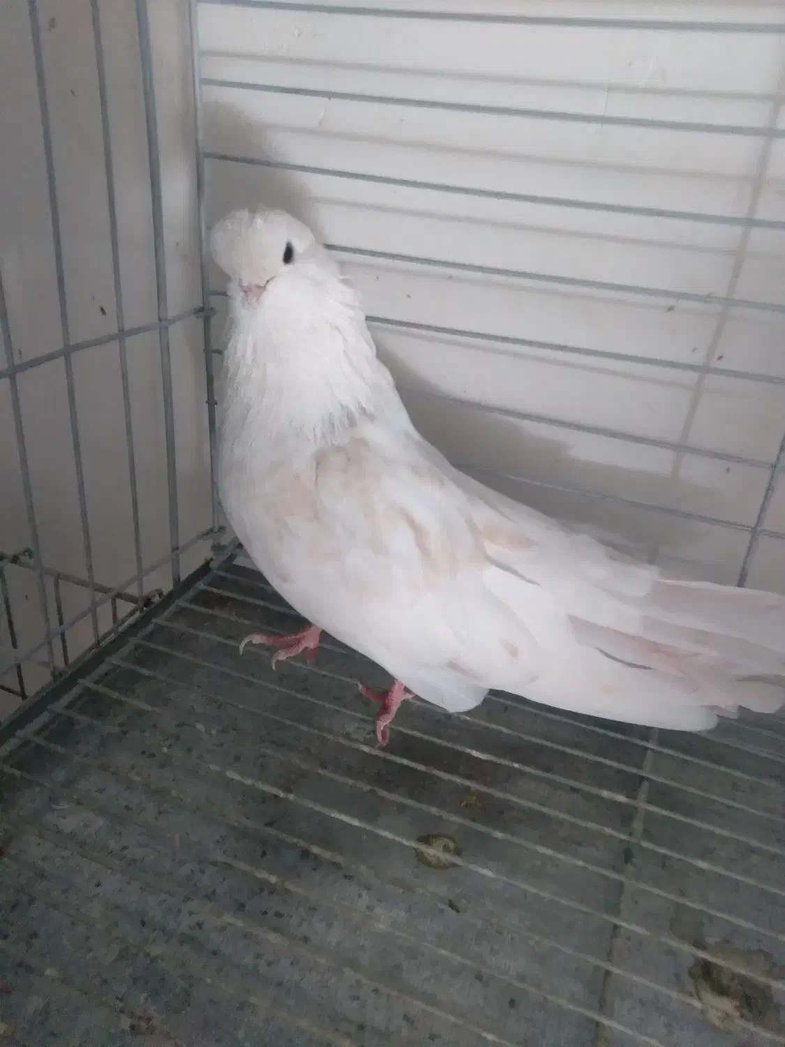 نوک قنار م|پرنده|یزد, |دیوار