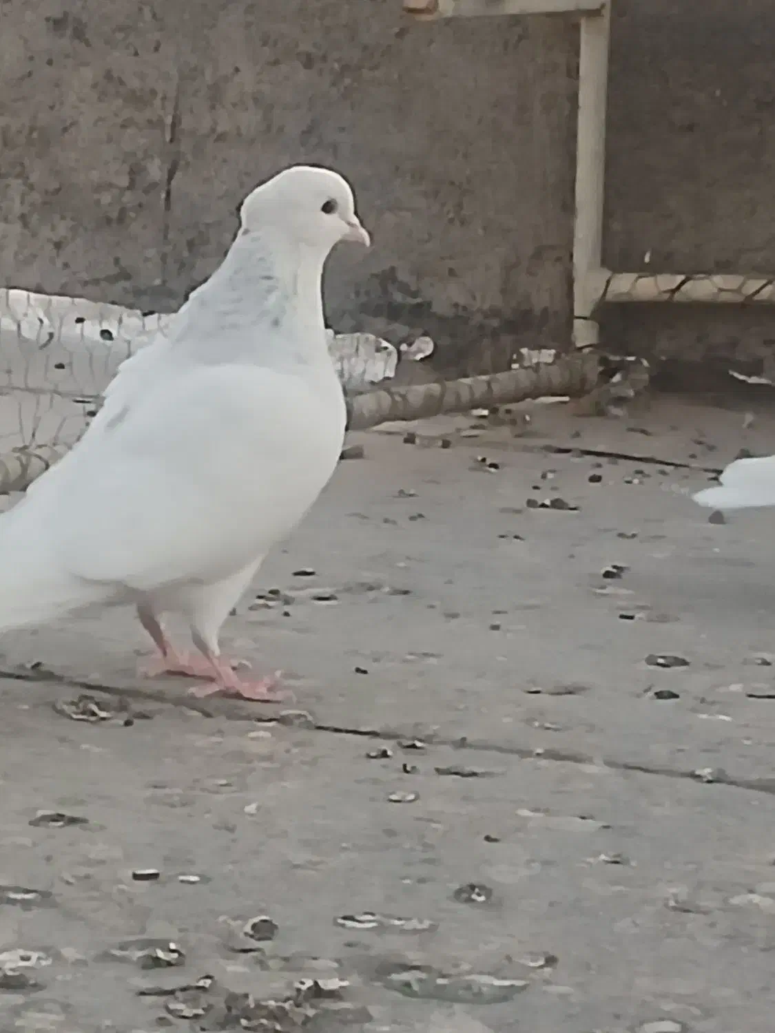 طوقی ابی|پرنده|قم, نیروگاه|دیوار