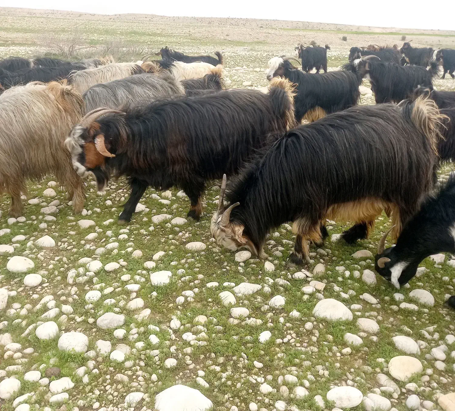 فروش بز|حیوانات مزرعه|بهبهان, |دیوار