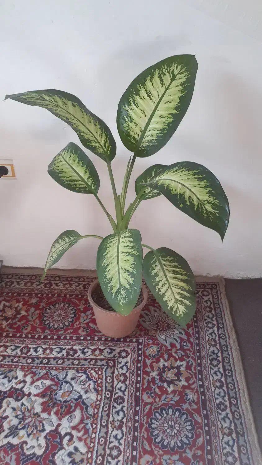 دیفن باخیا|گل و گیاه طبیعی|رشت, جانبازان|دیوار