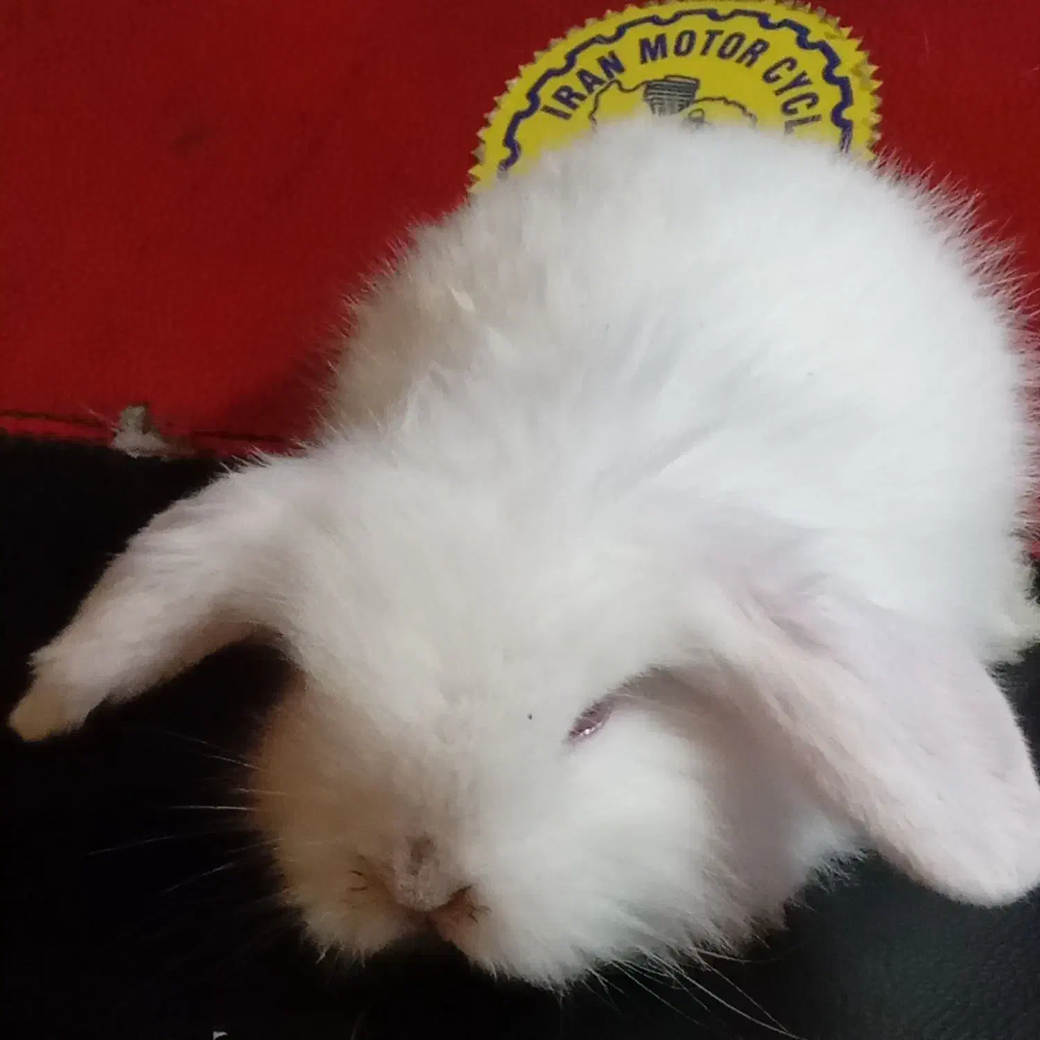 بچه خرگوش لوپ البینو|موش و خرگوش|تهران, جمالزاده|دیوار