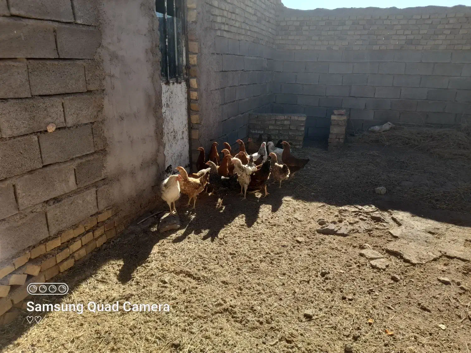 مرغ و خروس ۱۰ ماهه|حیوانات مزرعه|سبزوار, قصبه شرقی|دیوار