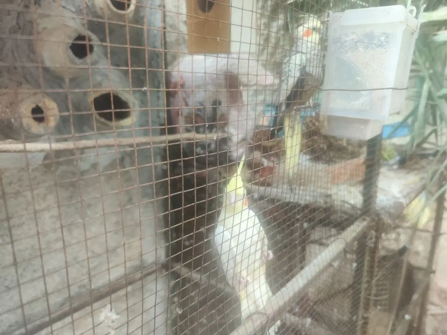 یک جفت عروس هلندی کار داده|پرنده|جم, |دیوار