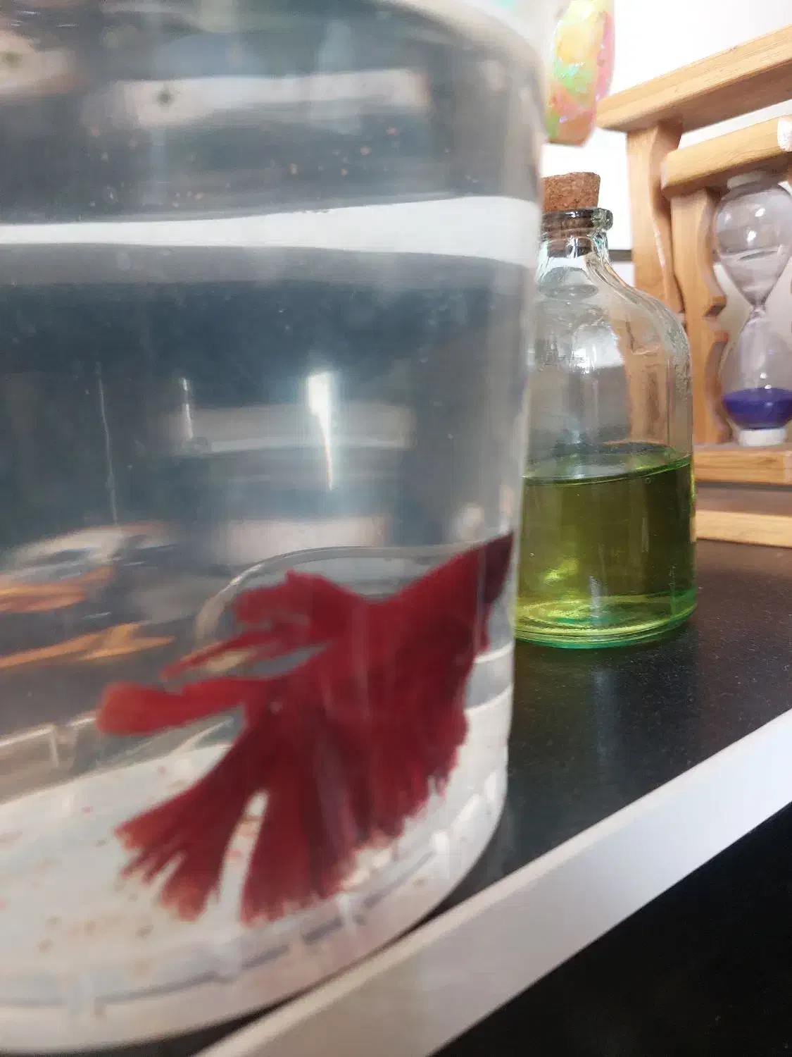 ماهی فایتر|ماهی|آق قلا, |دیوار