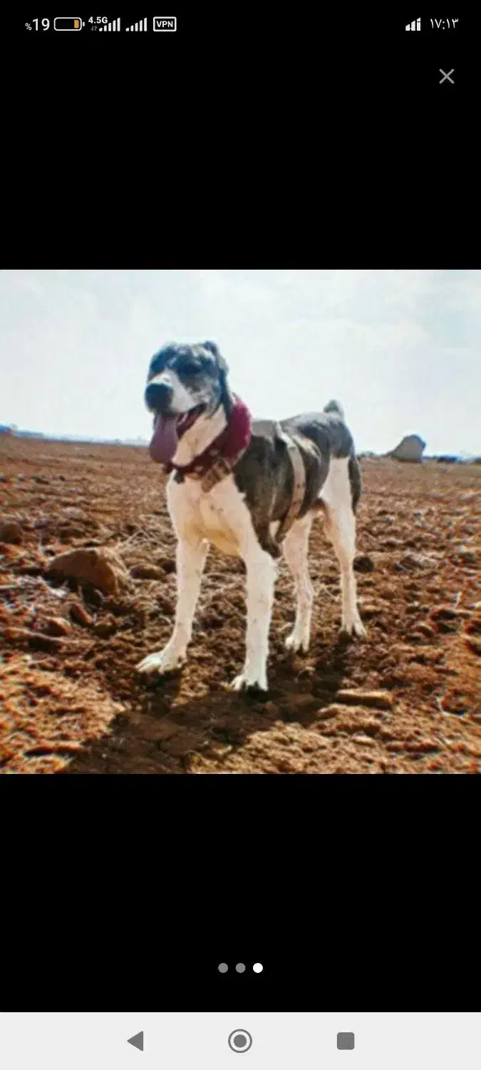 فروش سگ افغان|سگ|سنندج, |دیوار