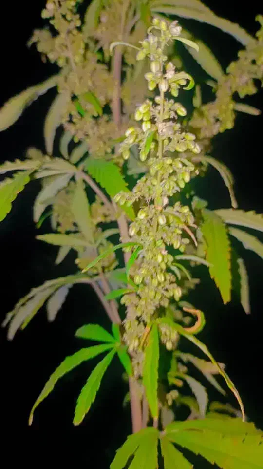 کشاورزی کاشت خرما اوگانی|استخدام هنری و رسانه|ایرانشهر, |دیوار