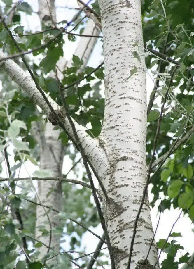 تولید درخت کبوده|خدمات باغبانی و درختکاری|بانه, |دیوار