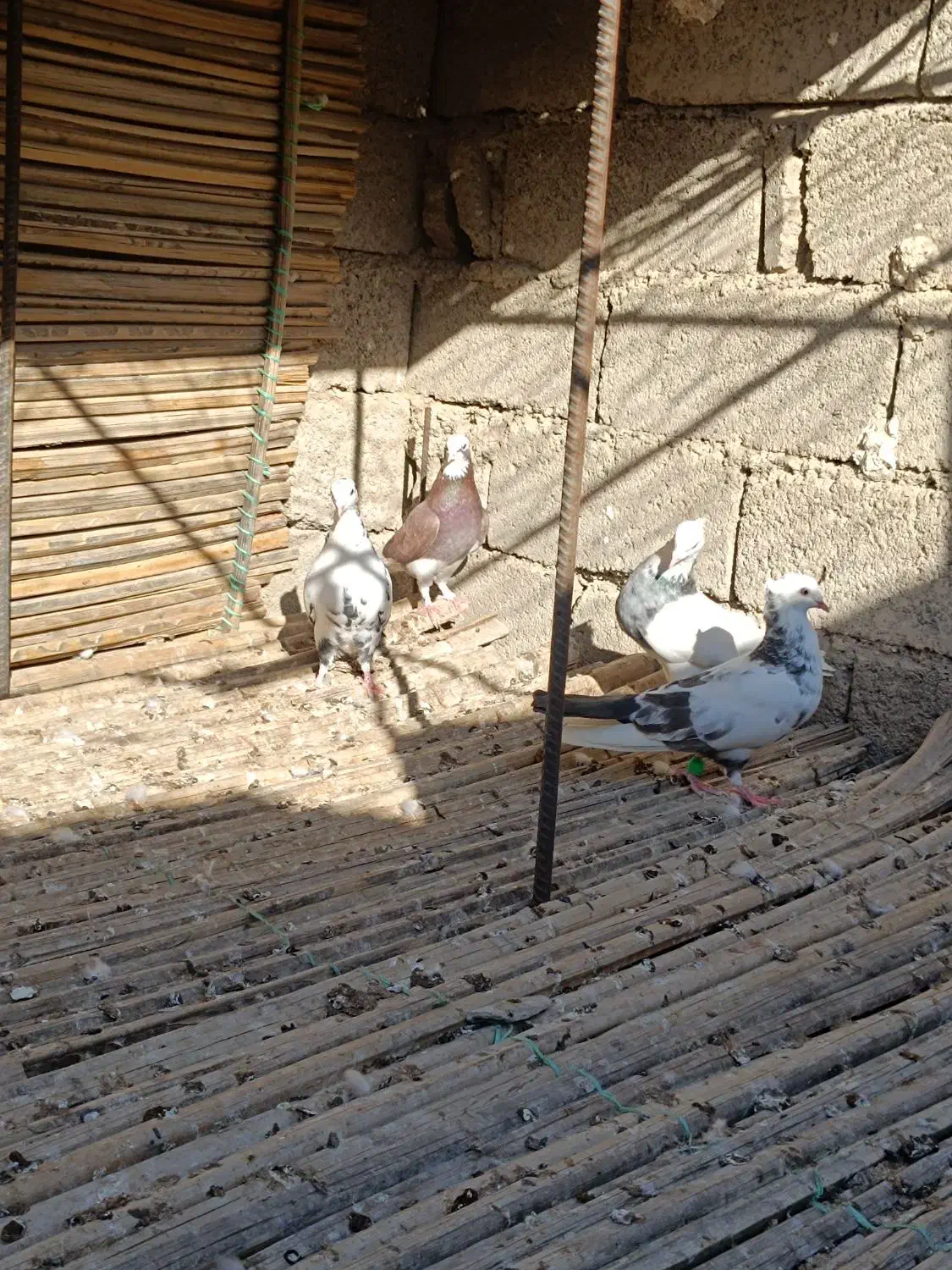 کبوتر رنگی|پرنده|سراوان, |دیوار