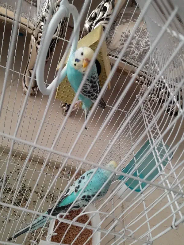 مرغ عشق|پرنده|اردبیل, |دیوار