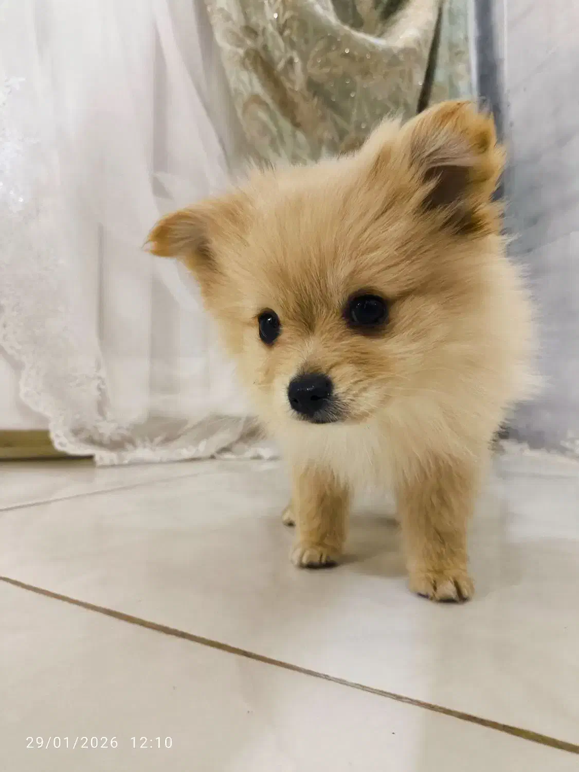 توله پامر دوسر خرسی|سگ|مشهد, انصار|دیوار