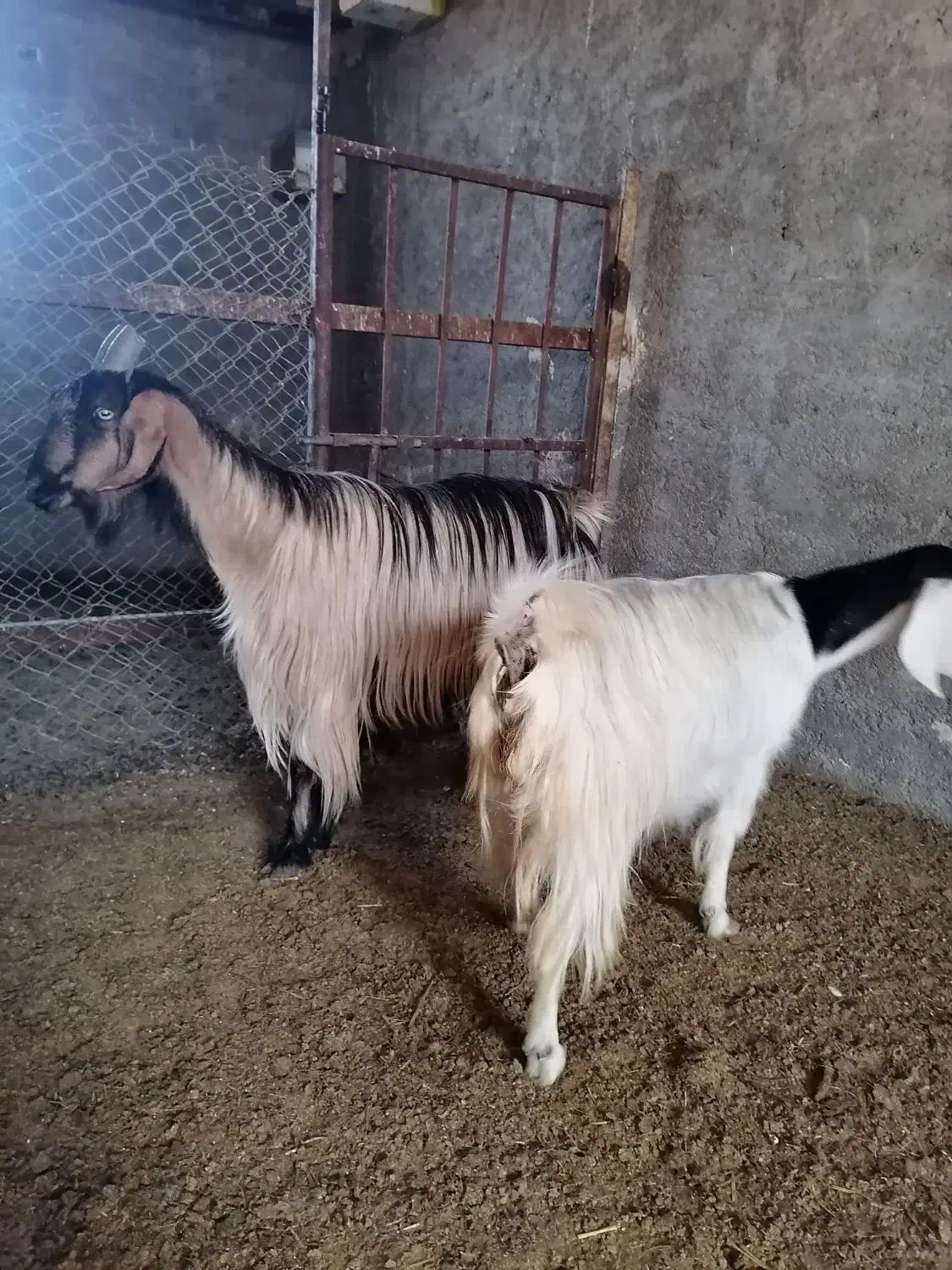 بز ترکی|حیوانات مزرعه|یزد, |دیوار