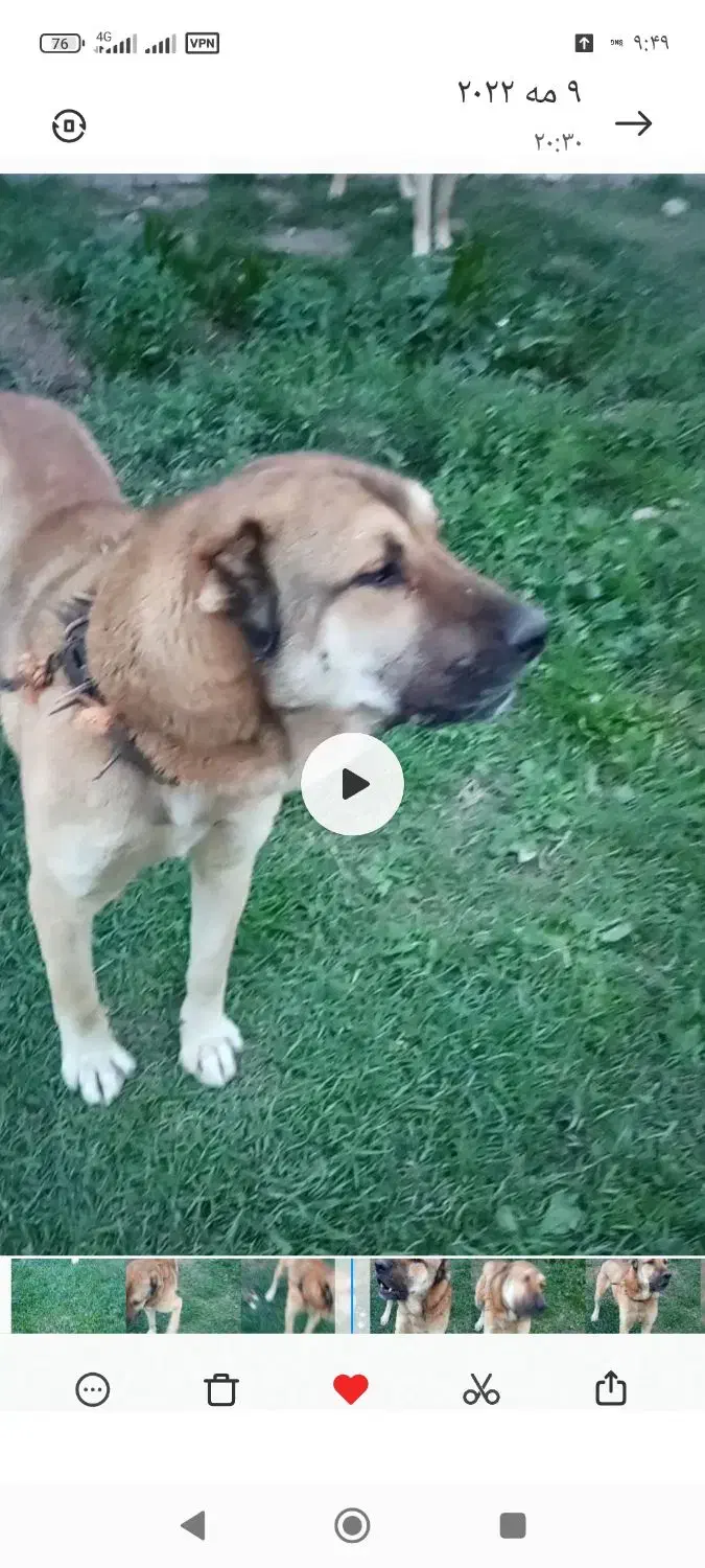 سگ نر 4ساله|سگ|سیلوانه, |دیوار