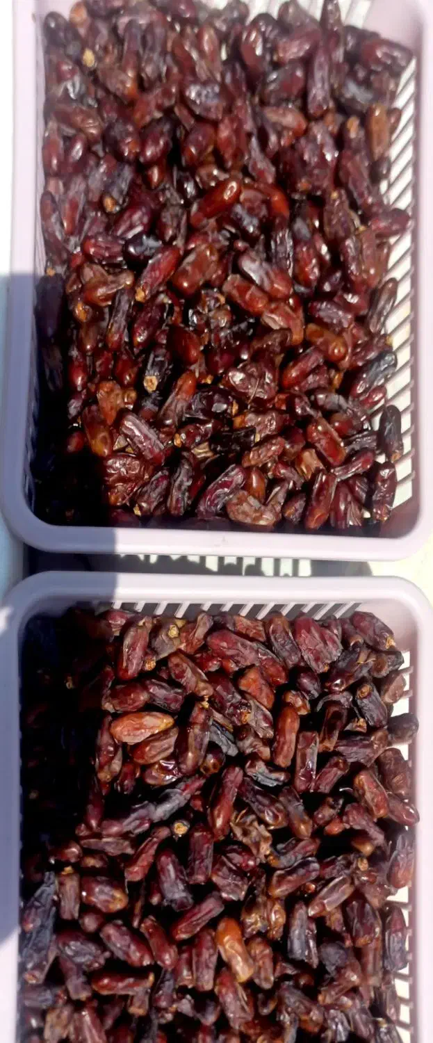 خرمای آجیلی|خوردنی و آشامیدنی|لامرد, |دیوار
