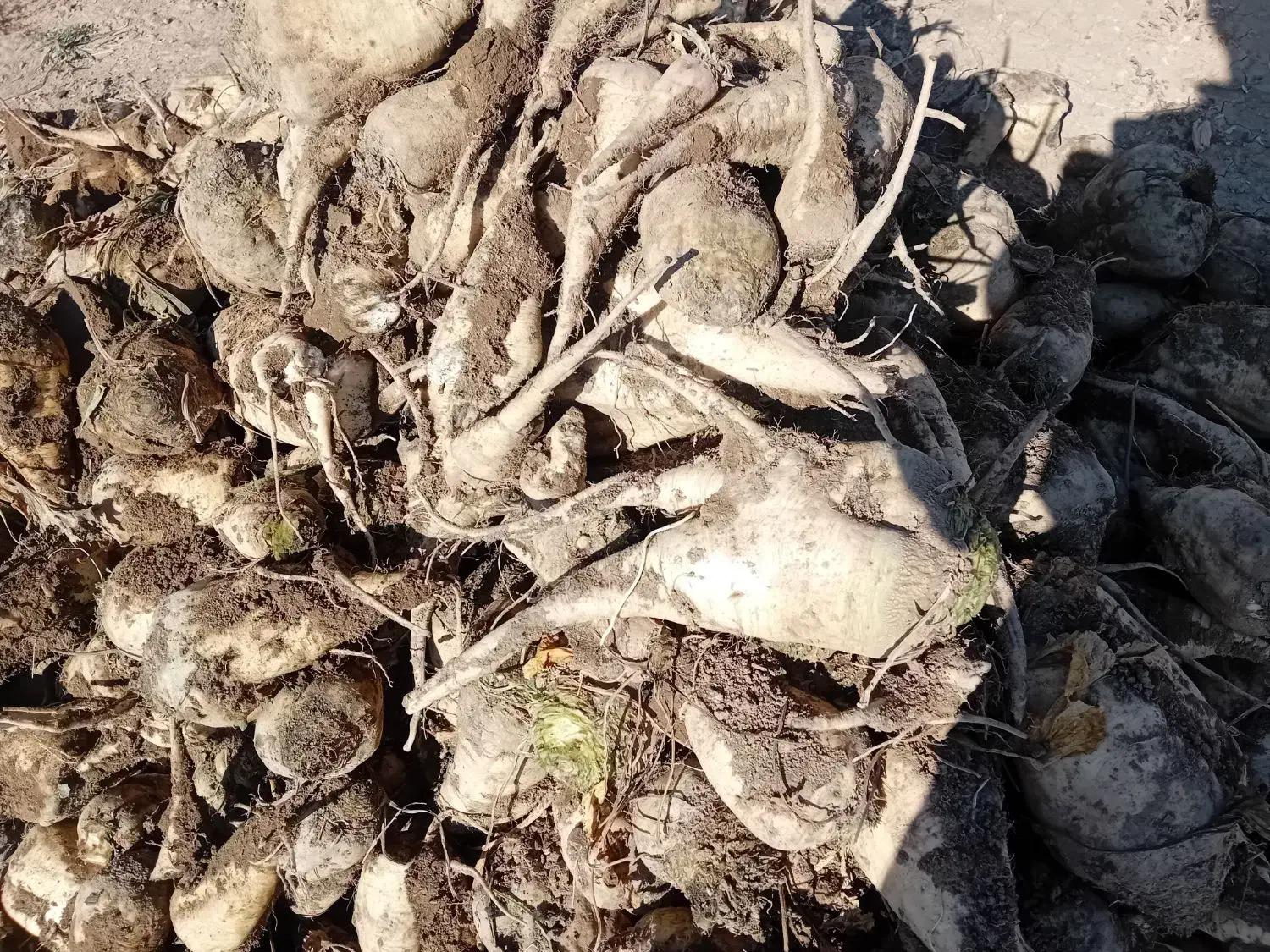 چغندر قند|عمدهفروشی|فامنین, |دیوار