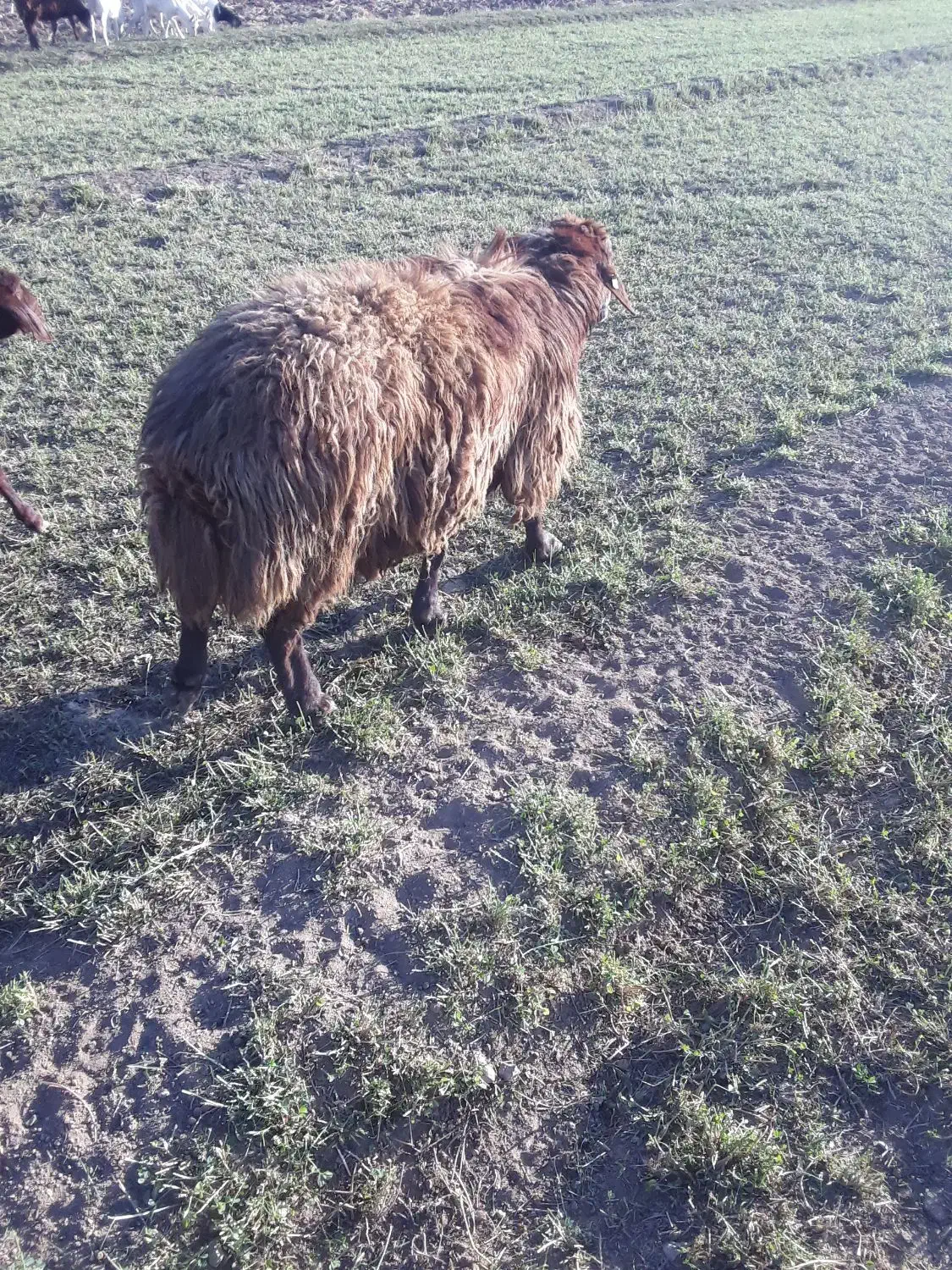 قوچ افشار همو زیگوت|حیوانات مزرعه|فارسان, |دیوار