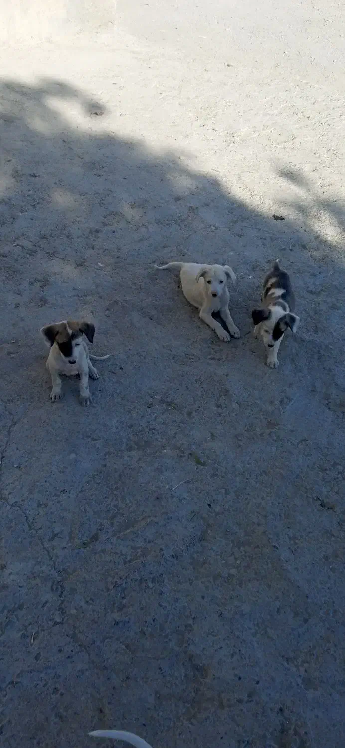 سگ پاکوتاه|سگ|شیروان (خراسان), |دیوار