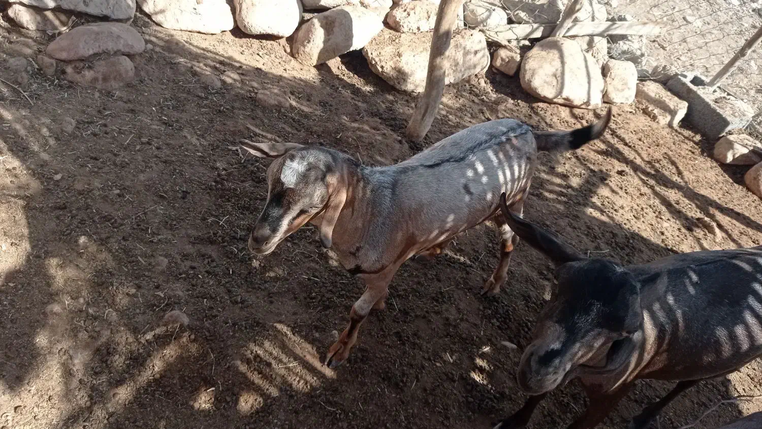 کهر چاق سرحال ۵ ماه ۹ملیون|حیوانات مزرعه|شمیل, |دیوار