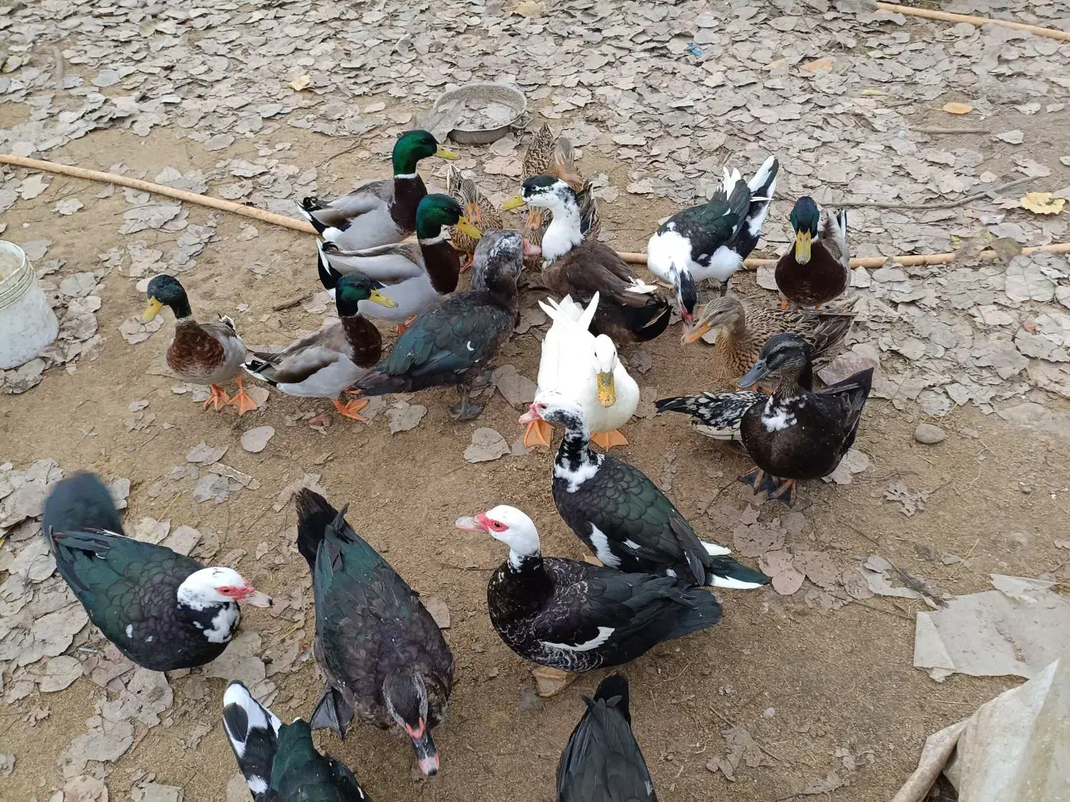 فروش اردک اسرائیلی ماده . اردک هوای|حیوانات مزرعه|سلمان‌شهر, |دیوار